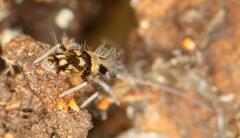 Entomobryoidea