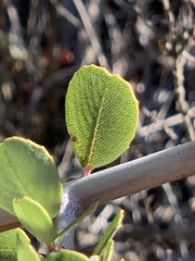 Ceanothus cuneatus