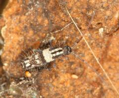 Entomobryoidea