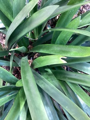 Agave karwinskii