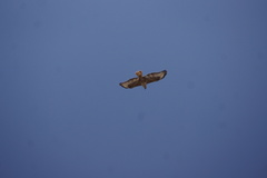 Buteo rufinus cirtensis