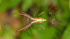 Leucauge levanderi