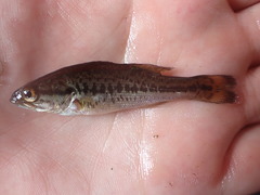 Micropterus