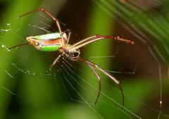 Leucauge levanderi