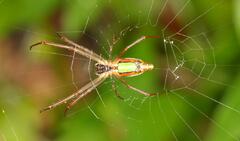 Leucauge levanderi