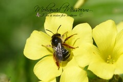 Eucera