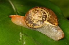 Sheldoniinae
