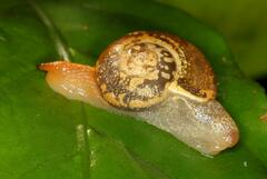 Sheldoniinae