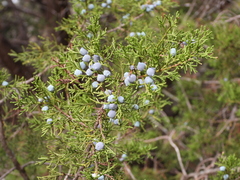 Juniperus ashei