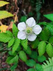 Rubus hirsutus