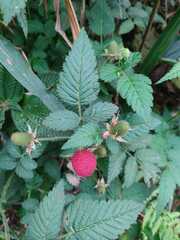 Rubus hirsutus