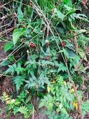 Rubus hirsutus