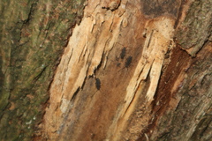 Uleiota planata