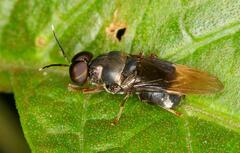 Isomerocera quadrilineata