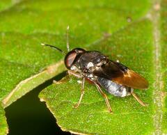 Isomerocera quadrilineata