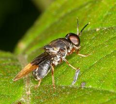 Isomerocera quadrilineata