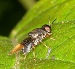 Isomerocera quadrilineata