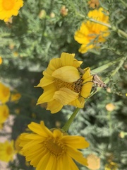 Naupactus xanthographus