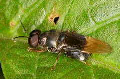 Isomerocera quadrilineata