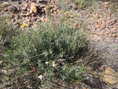 Heterolepis peduncularis