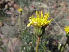 Heterolepis peduncularis