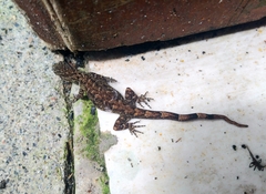 Gekkota