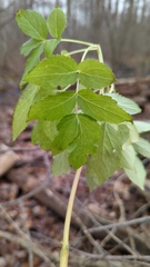 Sambucus canadensis