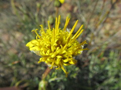 Heterolepis peduncularis