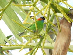 Tangara cyanocephala