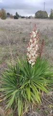 Yucca gloriosa