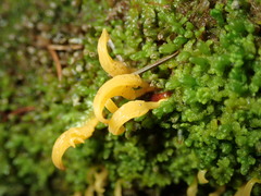 Calocera