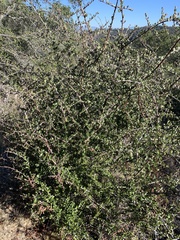 Ceanothus cuneatus