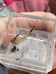 Dendroides canadensis