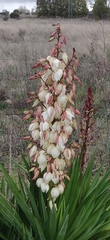 Yucca gloriosa