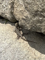 Stenocercus crassicaudatus