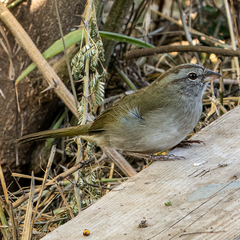 Arremonops rufivirgatus