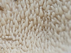 Hydnum washingtonianum