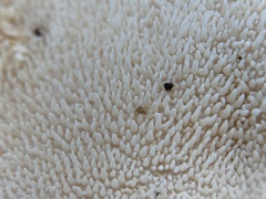 Hydnum washingtonianum