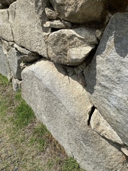 Stenocercus crassicaudatus