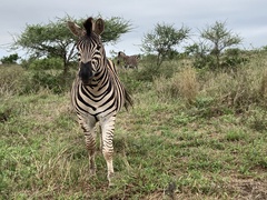 Equus quagga chapmani