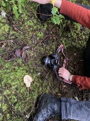 Hydnum washingtonianum