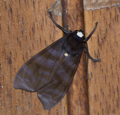 Pachydota