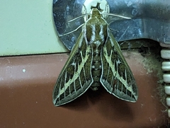 Hyles livornicoides