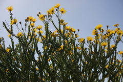 Osteospermum polygaloides polygaloides