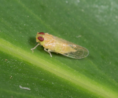Haplaxius