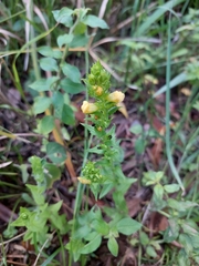 Alectra sessiliflora