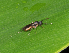 Dolichoderus laminatus