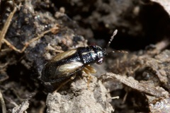 Geocoris ater