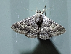 Eudesmeola lawsoni