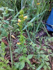 Alectra sessiliflora